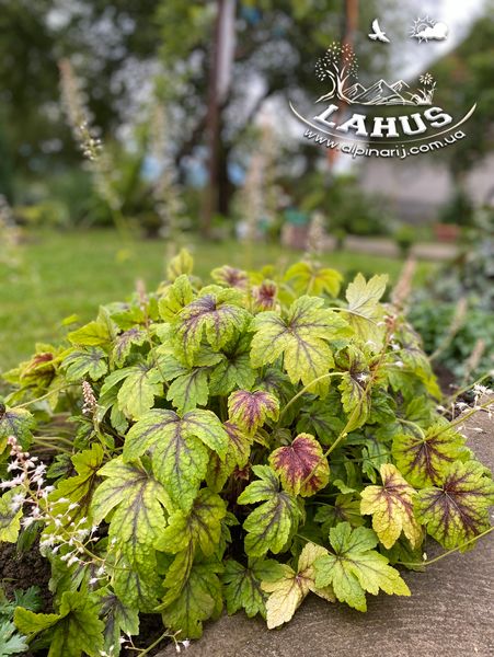 Heucherella ''Golden Zebra''