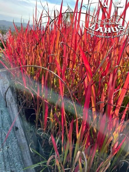 Imperata ' Red Baron '