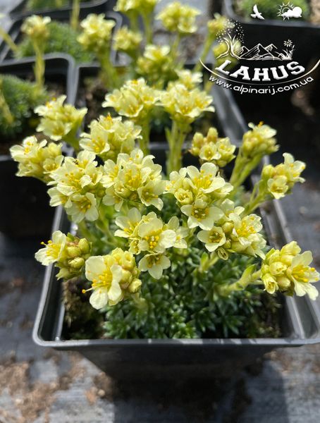 Saxifraga 'Gregor Mendel'