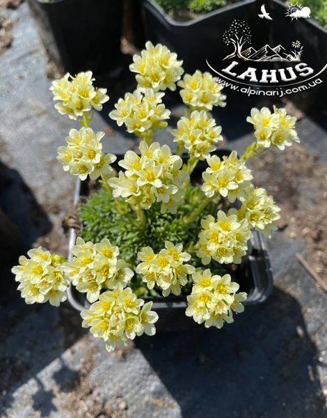 Saxifraga 'Gregor Mendel'