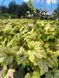 Heucherella ''Golden Zebra''