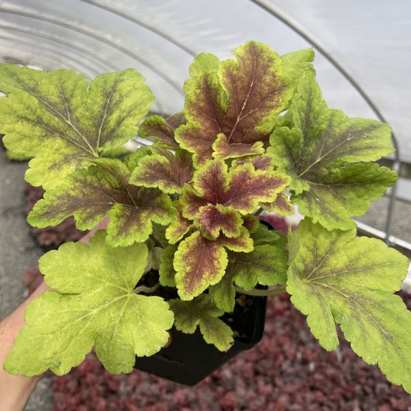 Heucherella ''Golden Zebra''