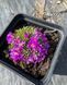 Delosperma Sphalmanthoides