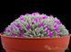 Delosperma Sphalmanthoides