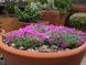 Delosperma Sphalmanthoides