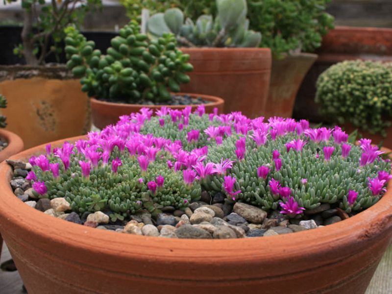 Delosperma Sphalmanthoides