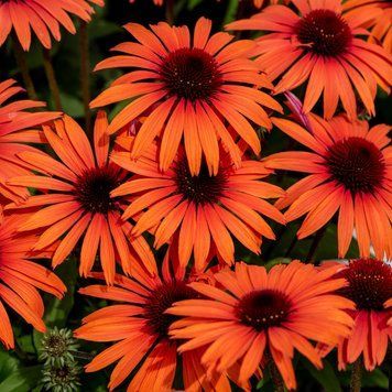 Echinacea 'Meditation Orange'