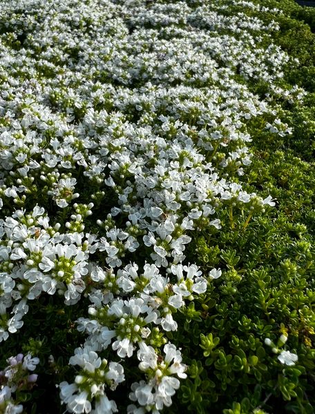 Thymus 'Albus'