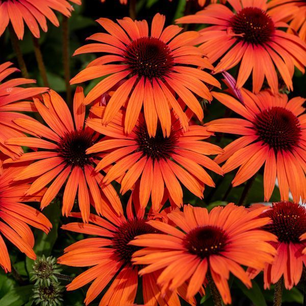 Echinacea 'Meditation Orange'