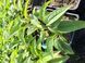 Echinacea 'Meditation Orange'