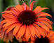 Echinacea 'Meditation Orange'