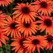 Echinacea 'Meditation Orange'