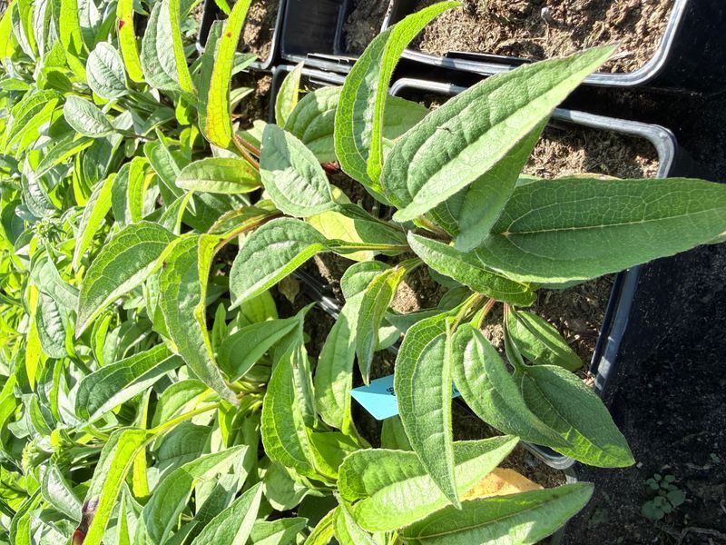 Echinacea 'Meditation Orange'