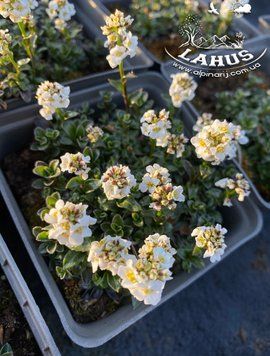 Arabis Suendermannii