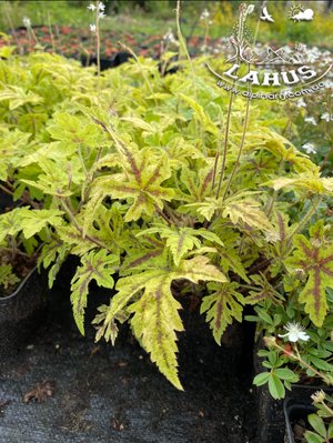 Tiarella 'Neon Light'