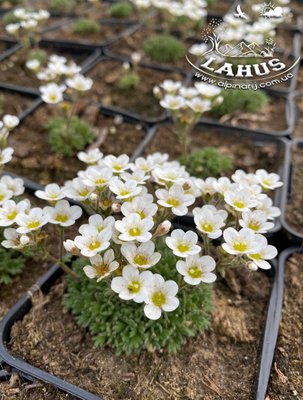 Saxifraga Iratiana