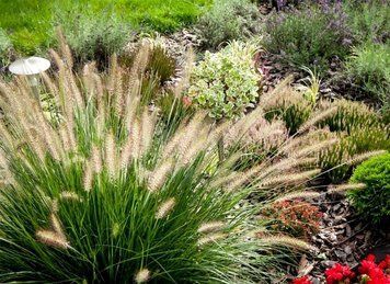Pennisetum ' Little Bunny '