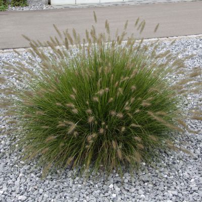 Pennisetum ' Little Bunny '