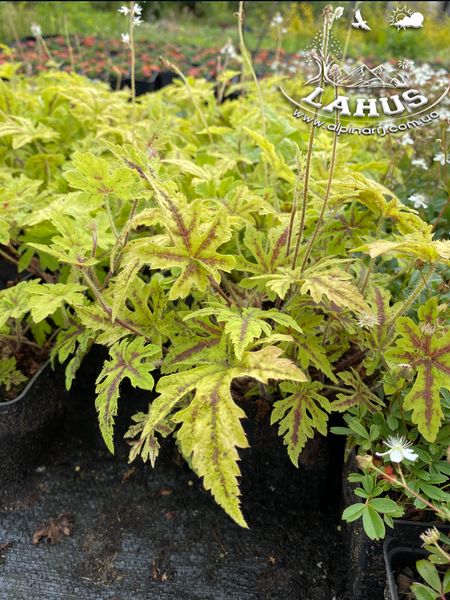 Tiarella 'Neon Light'