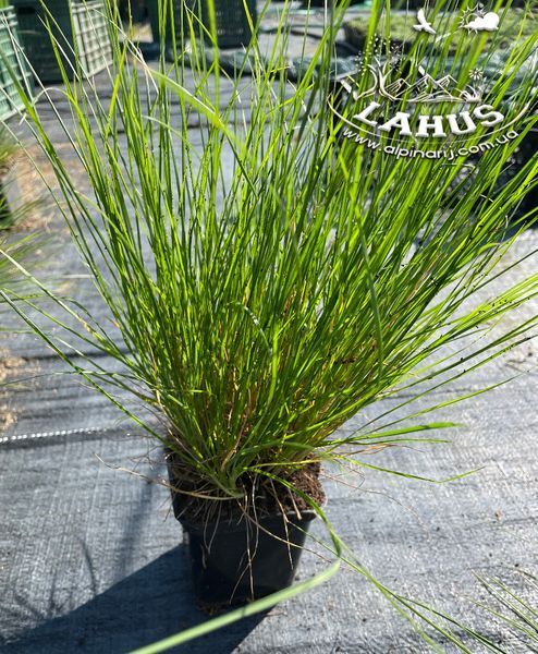 Pennisetum ' Little Bunny '