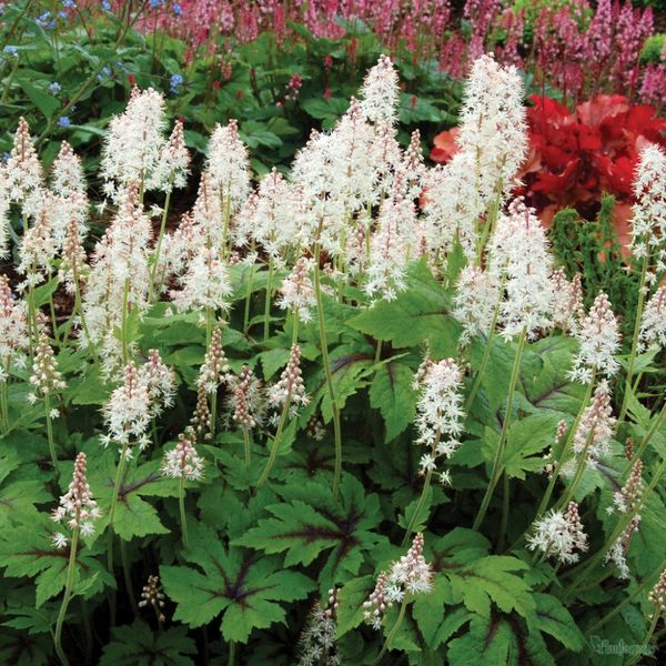 Tiarella 'Neon Light'