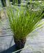 Pennisetum ' Little Bunny '