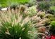 Pennisetum ' Little Bunny '