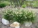 Pennisetum ' Little Bunny '