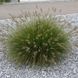 Pennisetum ' Little Bunny '