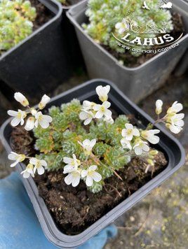 Arabis x Kellereri