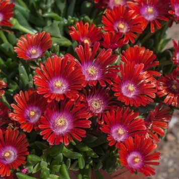 Delosperma 'Sundella Red'