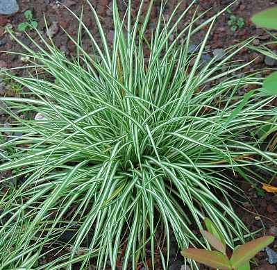 Carex Variegata