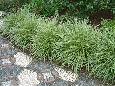 Carex Variegata