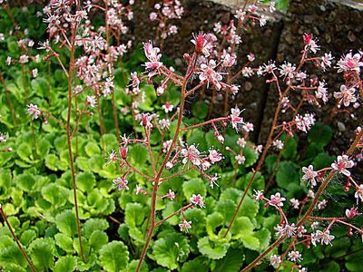 Saxifraga London Pride