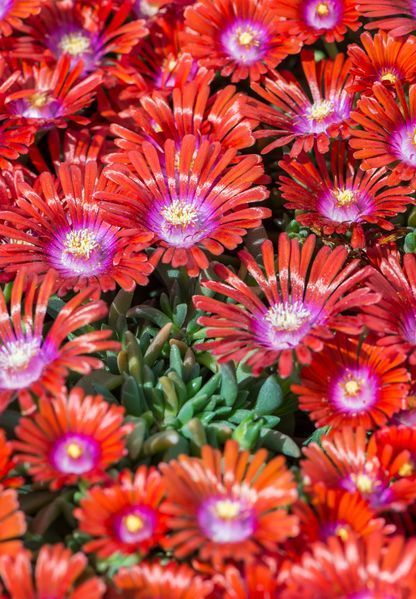 Delosperma 'Sundella Red'