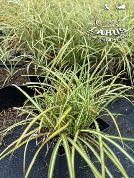 Carex Variegata