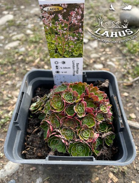 Saxifraga London Pride