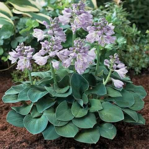 Hosta Blue Mouse Ears