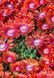 Delosperma 'Sundella Red'