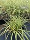 Carex Variegata