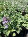 Hosta Blue Mouse Ears