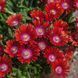 Delosperma 'Sundella Red'