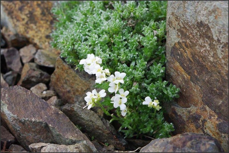 Arabis x Kellereri