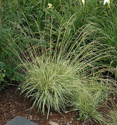 Molinia caerulea 'Variegata'