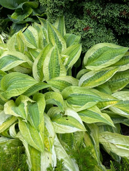 Hosta 'Hanky Panky'