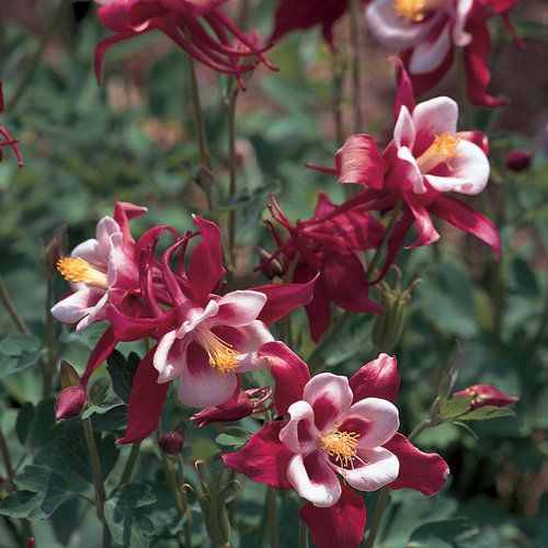 Aquilegia 'Songbird Cardinal'