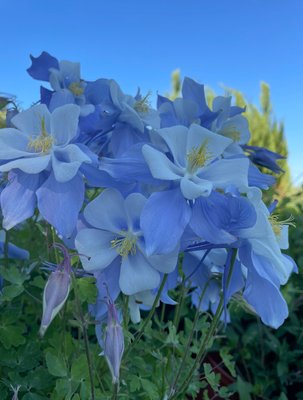 Aquilegia caerulea 'Blue Star'