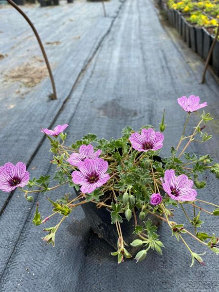 Geranium 'Ballerina '