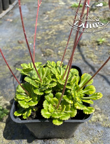 Saxifraga umbrosa variegata