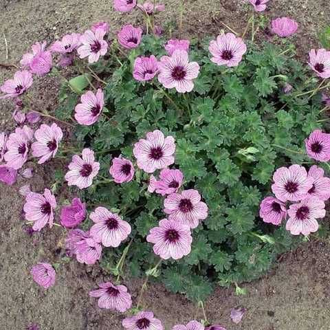 Geranium 'Ballerina '